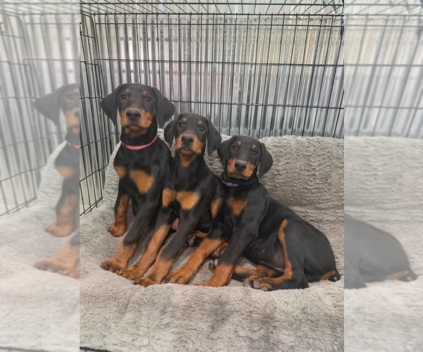 Medium Photo #1 Doberman Pinscher Puppy For Sale in PERU, KS, USA