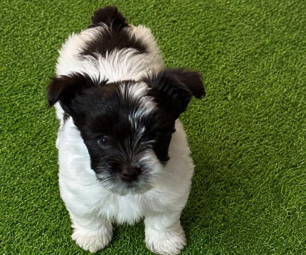 Medium Photo #3 Yorkshire Terrier Puppy For Sale in DAYTON, TX, USA