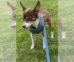 Small #6 Chihuahua Mix