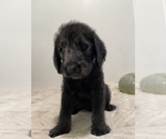 Small Photo #4 Labradoodle Puppy For Sale in NORTH HIGHLANDS, CA, USA