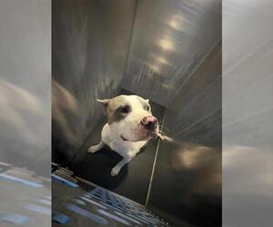 American Staffordshire Terrier-Unknown Mix Dogs for adoption in San Antonio, TX, USA