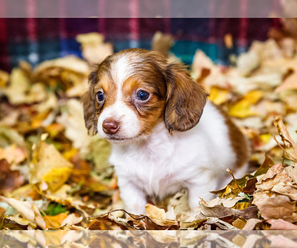 Medium Photo #20 Dachshund Puppy For Sale in WAKARUSA, IN, USA