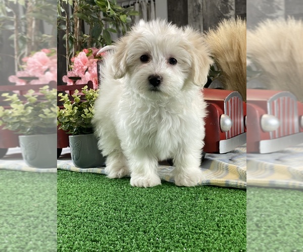 Medium Photo #5 Biton Puppy For Sale in CANOGA, NY, USA