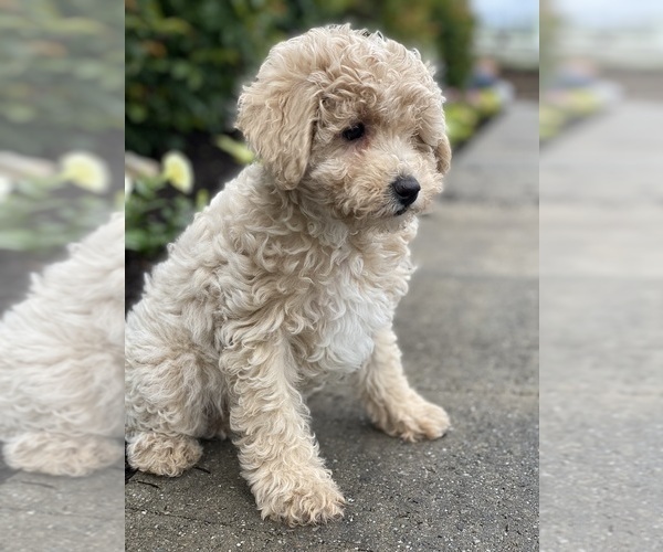 Medium Photo #3 Poodle (Miniature) Puppy For Sale in CANOGA, NY, USA