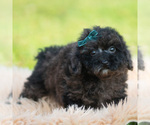 Small #2 Poodle (Miniature)