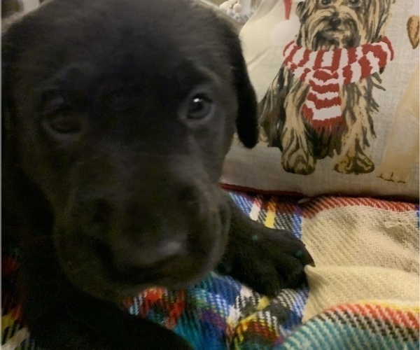 Medium Photo #5 Labrador Retriever Puppy For Sale in SPOTSYLVANIA, VA, USA