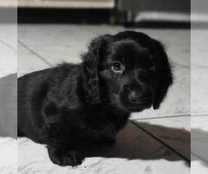 Dachshund Puppy for sale in TITUSVILLE, FL, USA