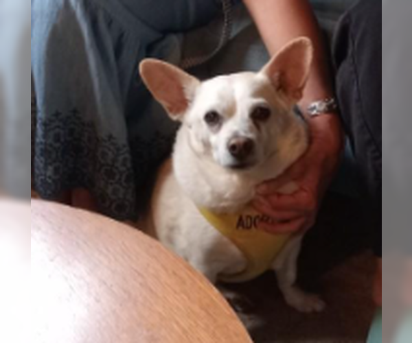 Medium Photo #4 Chihuahua-Unknown Mix Puppy For Sale in Decatur, GA, USA