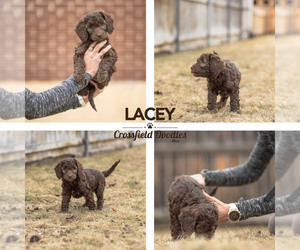 Labradoodle Puppy for sale in SALT LAKE CITY, UT, USA