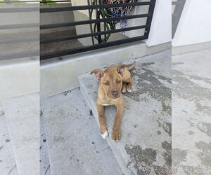 American Pit Bull Terrier-Unknown Mix Dogs for adoption in MIDWAY, UT, USA
