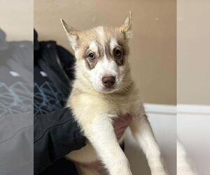 Siberian Husky Dogs for adoption in Matawan, NJ, USA