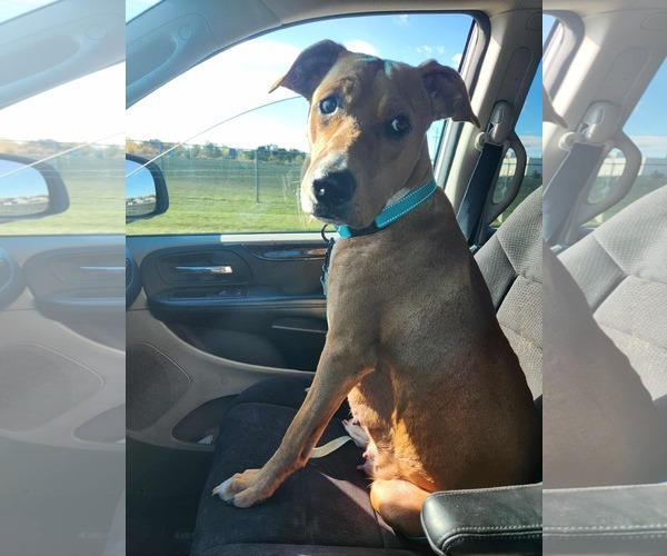 Medium Photo #6 Mutt Puppy For Sale in Clinton , MI, USA