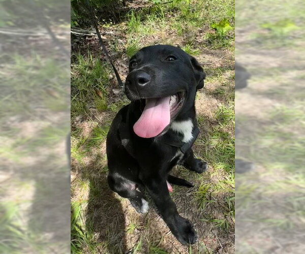 Medium Photo #4 Labrador Retriever-Unknown Mix Puppy For Sale in Tarrytown, GA, USA