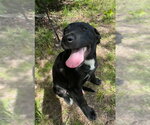 Small #3 Labrador Retriever Mix