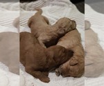 Small Photo #3 Goldendoodle Puppy For Sale in DANVILLE, IN, USA