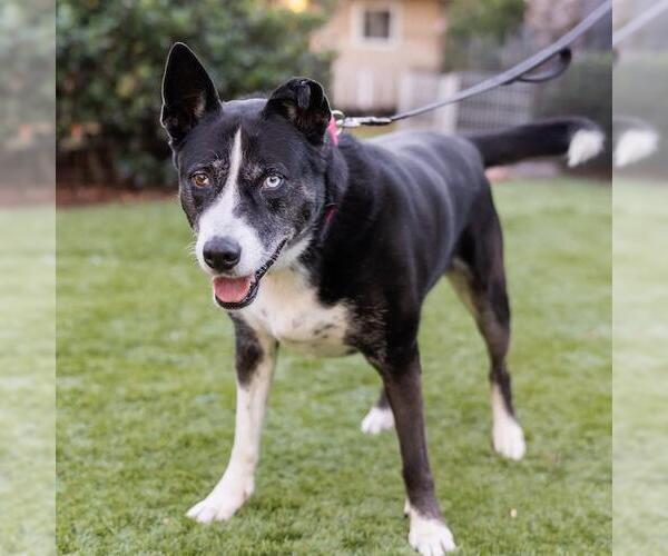 Medium Photo #2 Collie-Unknown Mix Puppy For Sale in San Diego, CA, USA