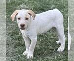 Small #2 Labrador Retriever Mix
