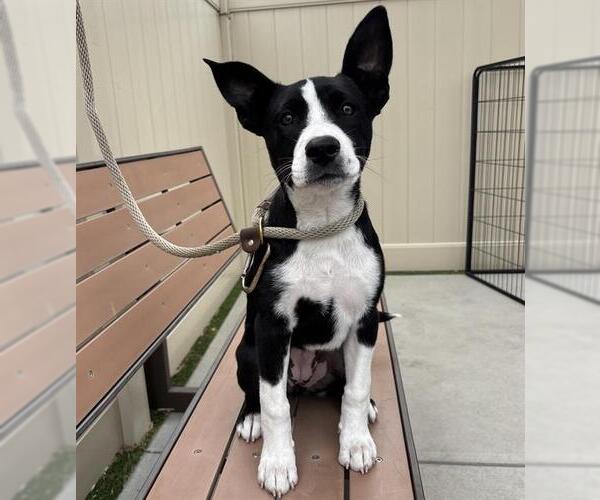 Medium Photo #1 Mutt Puppy For Sale in Camarillo, CA, USA