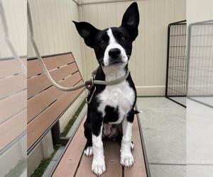 Mutt Dogs for adoption in Camarillo, CA, USA