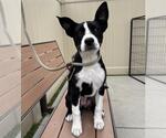 Small Mutt
