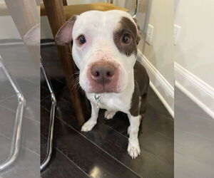 Quinn - Female American Pit Bull Terrier-Unknown Mix Dog for Adoption - Photo #7