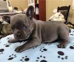 Small Photo #11 French Bulldog Puppy For Sale in TRENTON, TX, USA