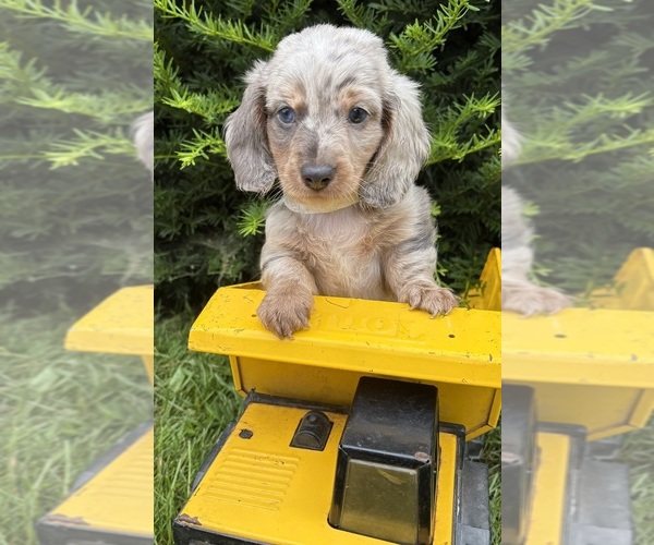Medium Photo #2 Dachshund Puppy For Sale in MIDDLEBURY, IN, USA