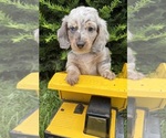 Small #1 Dachshund