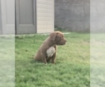 Small Photo #3 American Bully Puppy For Sale in FORT WORTH, TX, USA