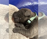Small Photo #7 Cane Corso Puppy For Sale in MIAMI, FL, USA