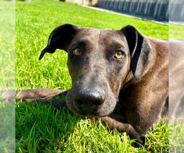 Medium Photo #1 Doberman Pinscher-Great Dane Mix Puppy For Sale in Camarillo, CA, USA