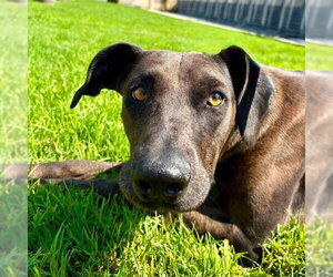 Doberman Pinscher-Great Dane Mix Dogs for adoption in Camarillo, CA, USA