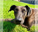 Small Doberman Pinscher-Great Dane Mix