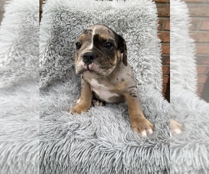 Olde English Bulldogge Puppy for sale in BEECH GROVE, IN, USA