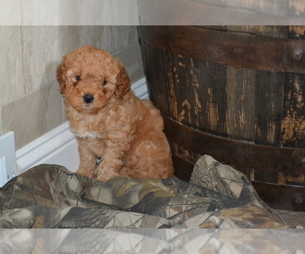 Medium Photo #4 Poodle (Miniature) Puppy For Sale in GREENWOOD, WI, USA