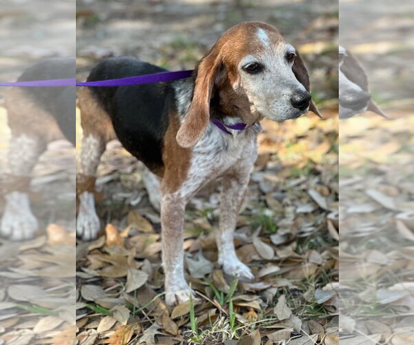 Medium Photo #4 Beagle Puppy For Sale in Dunnellon, FL, USA