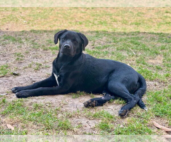 Medium Photo #4 Mutt Puppy For Sale in Bullard, TX, USA