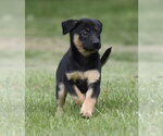 Small #8 Borador