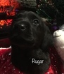 Small Photo #2 Labrador Retriever Puppy For Sale in FRENCH CAMP, CA, USA