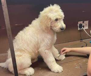 Goldendoodle Puppy for sale in SULLIVAN, MO, USA