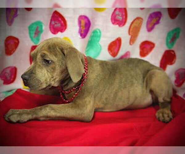 Medium Photo #3 Black Mouth Cur-Catahoula Leopard Dog Mix Puppy For Sale in Pleasanton, TX, USA