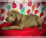 Small #2 Black Mouth Cur-Catahoula Leopard Dog Mix