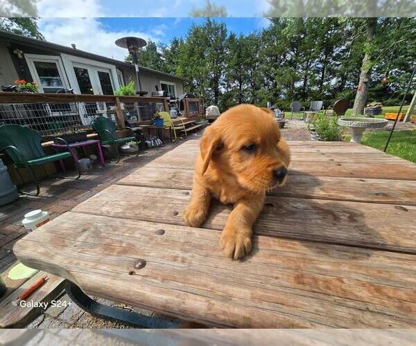 Medium Photo #4 Golden Retriever Puppy For Sale in LEON, KS, USA