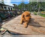 Small #3 Golden Retriever