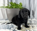 Small Photo #6 Dachshund Puppy For Sale in GREENWOOD, IN, USA