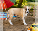 Small #3 Labrador Retriever Mix