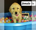 Small Photo #5 Golden Retriever Puppy For Sale in OKLAHOMA CITY, OK, USA