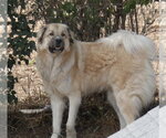 Small #2 Akbash-Anatolian Shepherd Mix