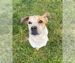Small #1 Mutt