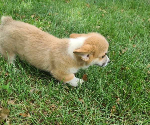 Medium Photo #6 Pembroke Welsh Corgi Puppy For Sale in SULLIVAN, MO, USA